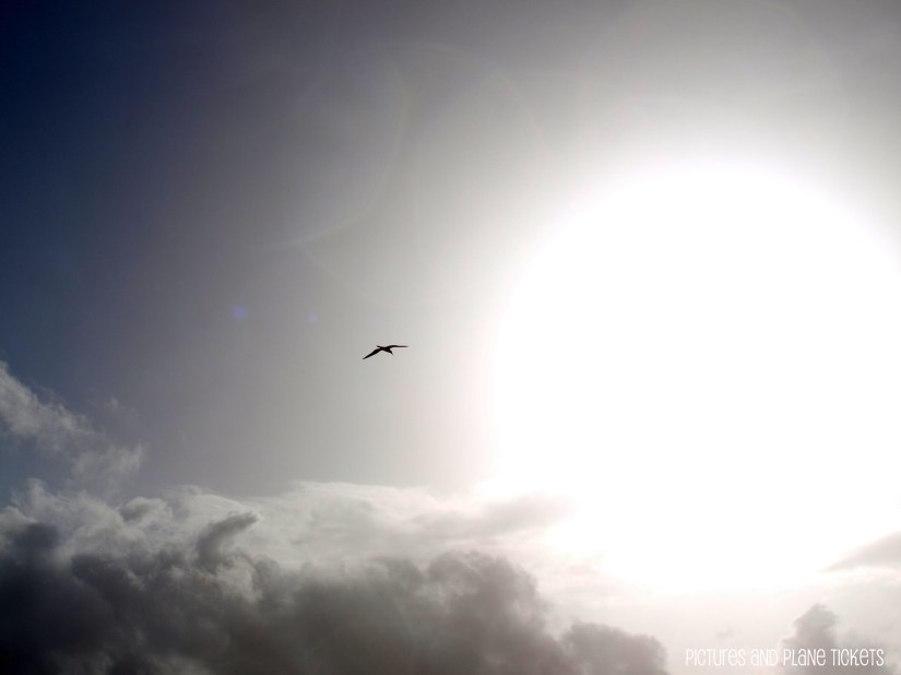 Sea Bird on St. Kitts