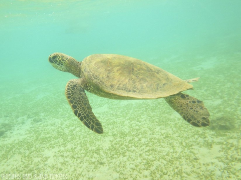 Kauai Turtles