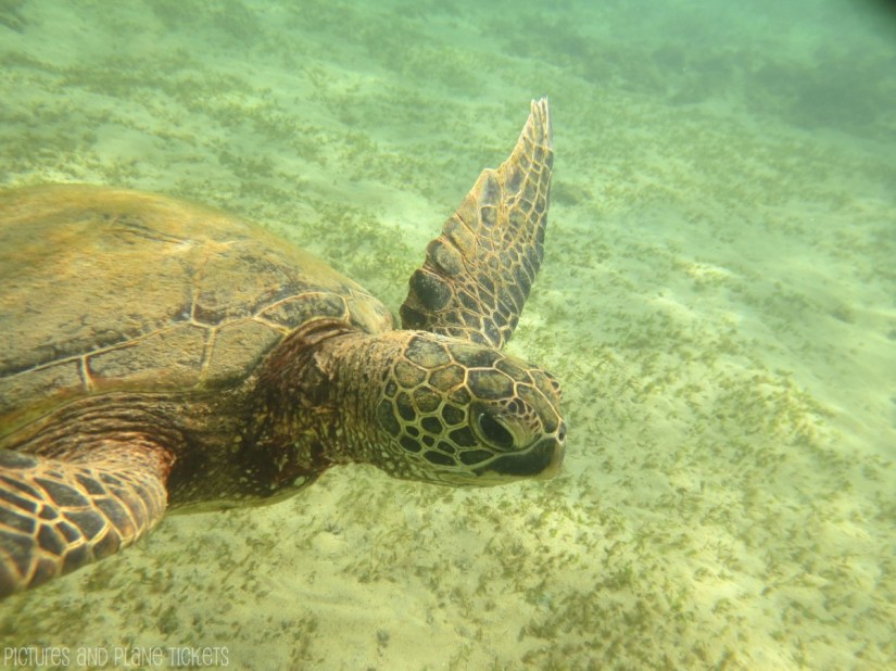 Kauai Turtles