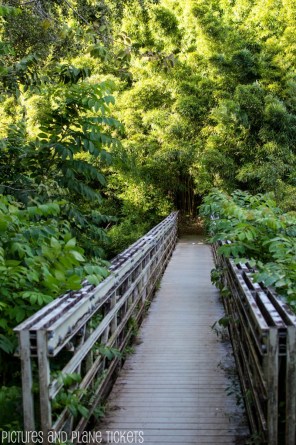Entrance to the Bamboo Forest