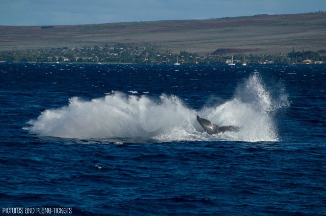 End of a Whale Breach