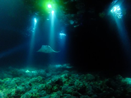 Manta Ray