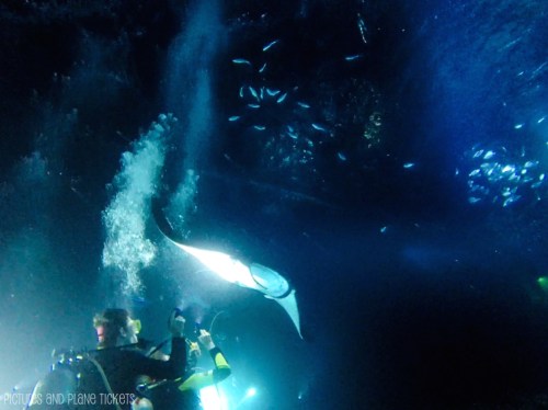 Manta Ray Night Dive 2