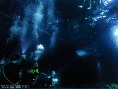 Manta Ray Night Dive 1