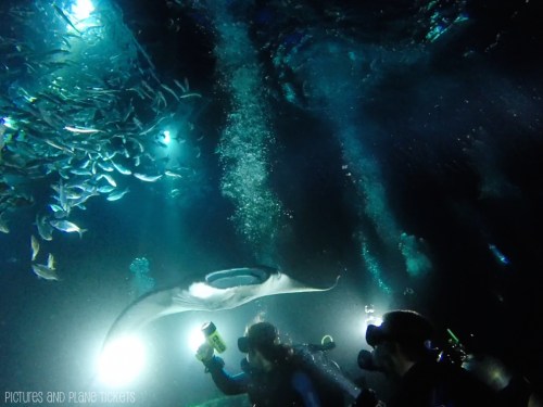 Manta Ray Night Dive 3