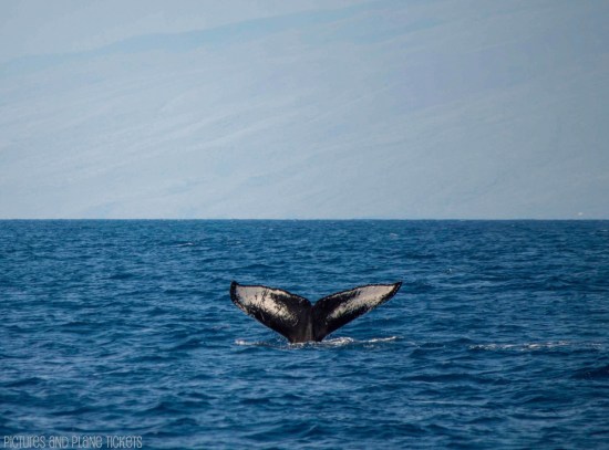Maui Whale Watch