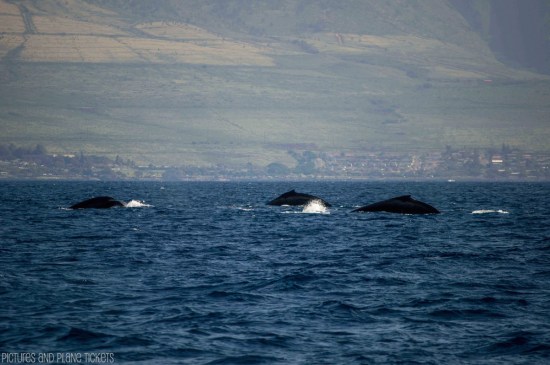 Maui Whale Watch