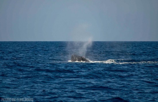 Maui Whale Watch