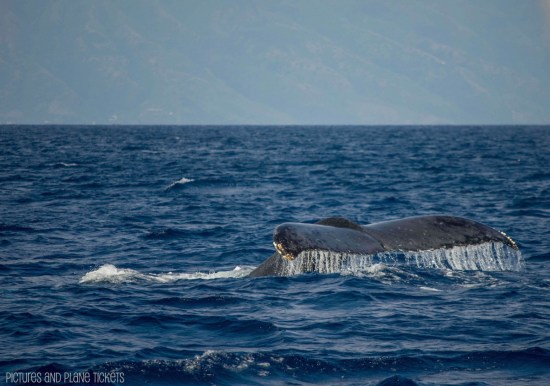 Maui Whale Watch