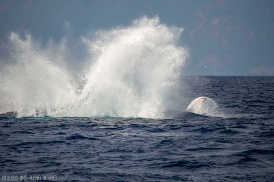 Maui Whale Watch