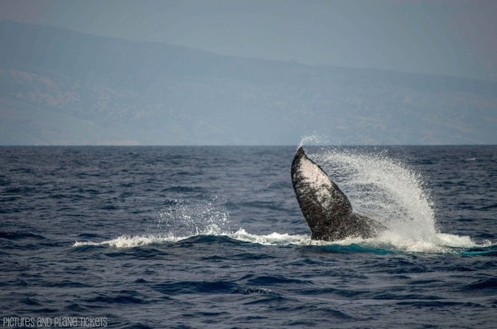 Maui Whale Watch