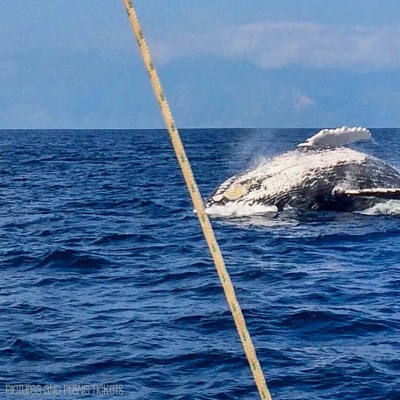 Maui Whale Breach