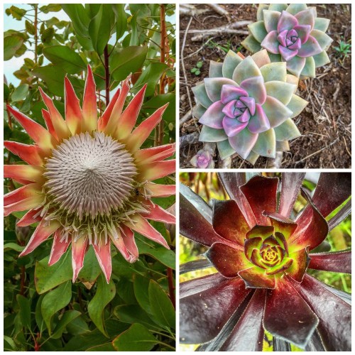 Ali'i Kula Lavender Farm
