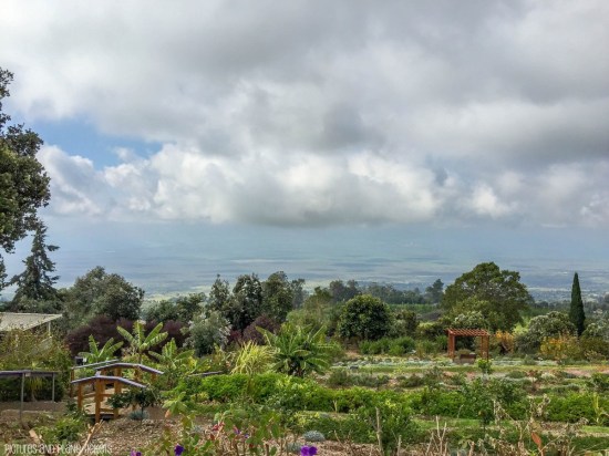 Ali'i Kula Lavender Farm