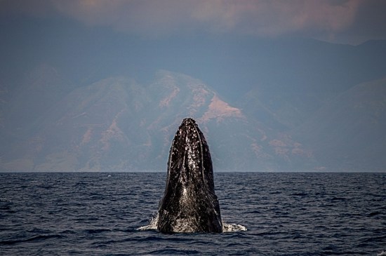 whale1