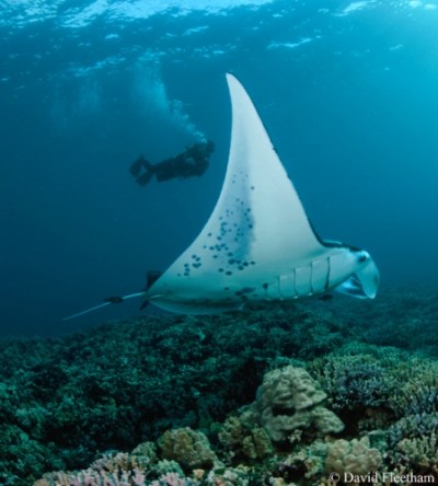 2-tank-manta-west-maui