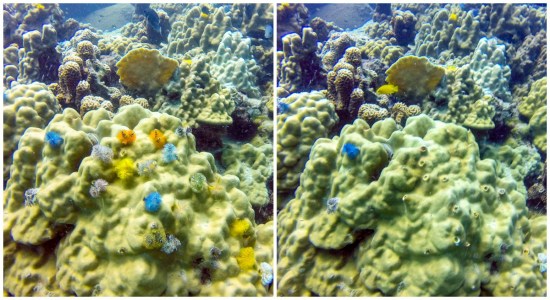 With a quick swipe of the hand, the Christmas tree worms disappear (see Right)