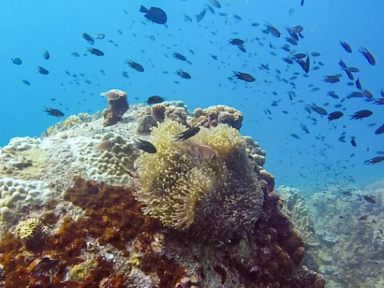 Koh Tao Diving