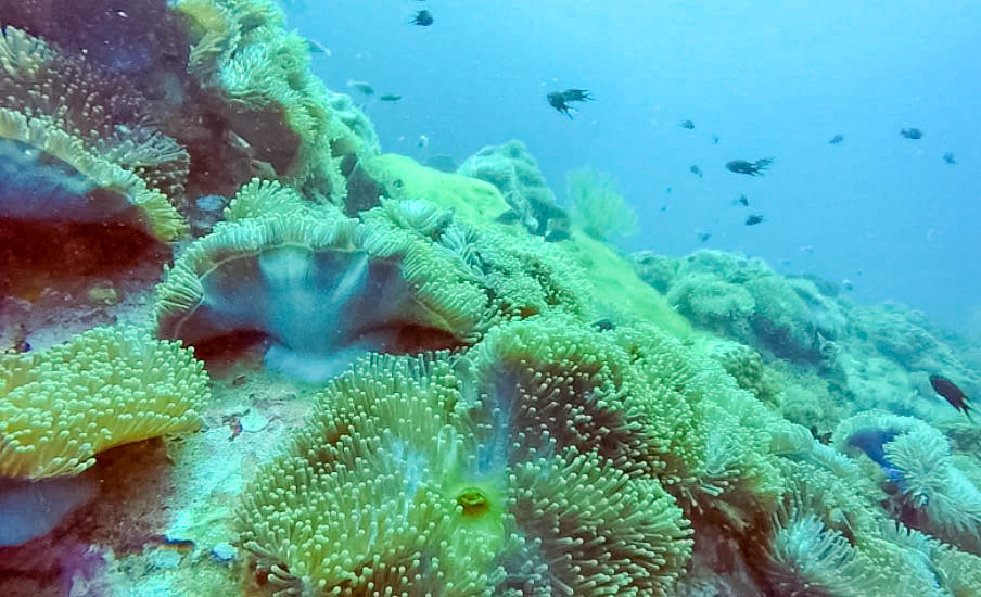 Koh Tao Diving Chumphon