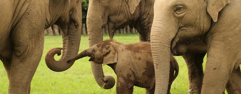 Elephant Nature park