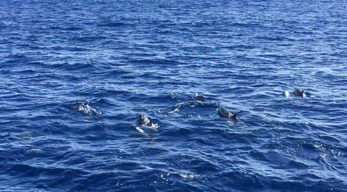 Dolphins in Kauai