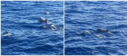 Napali Coast dolphins