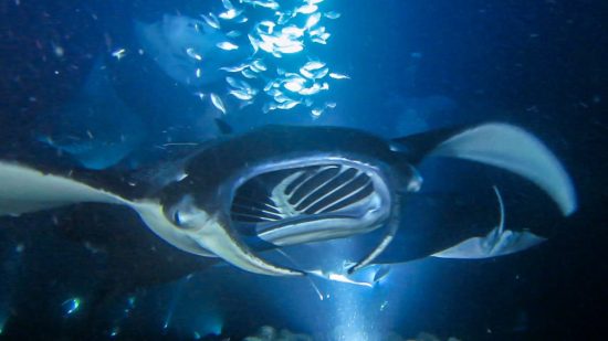 Manta Ray night dive