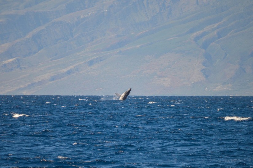Trilogy Whale Watch, Maui