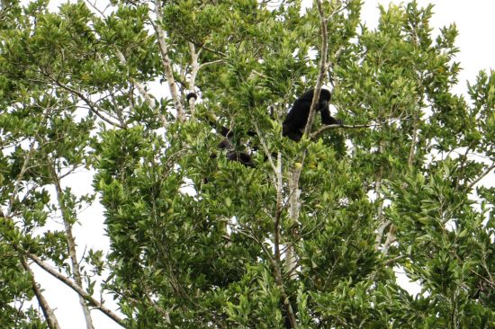 Howler Monkeys, Xunantunich, Belize