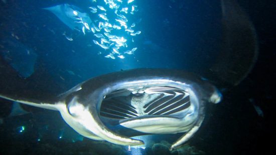Manta Ray night dive