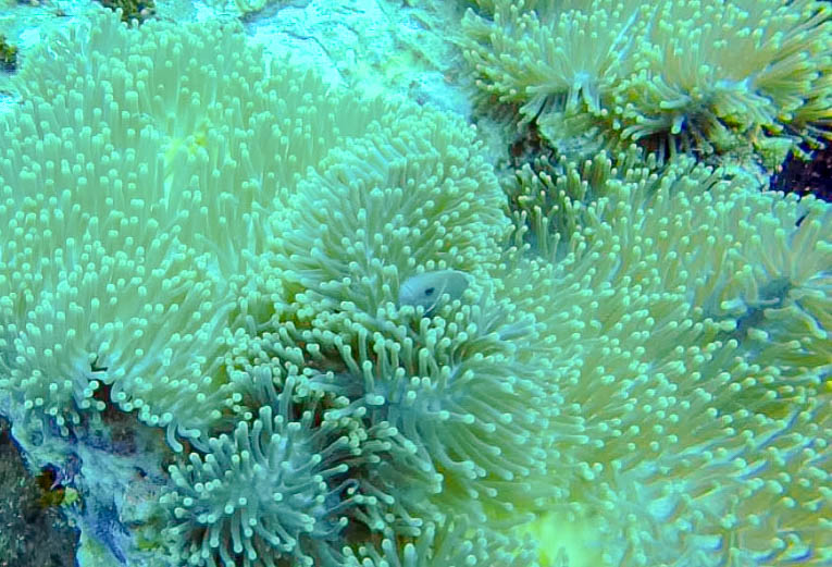 Koh Tao Diving-Chumphon