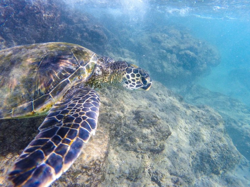 Turtles at Black Rock, Maui