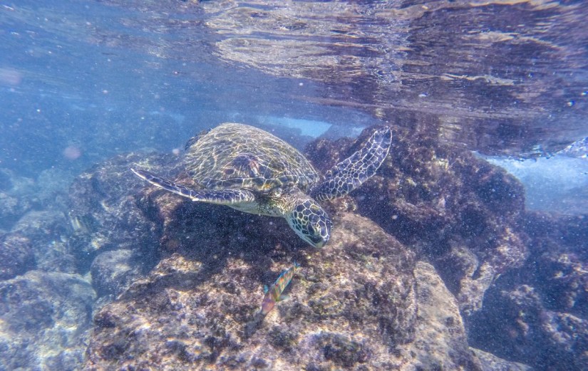 Turtles at Black Rock, Maui