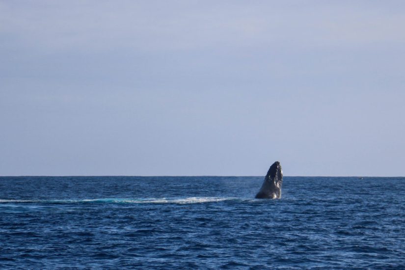 Whale watching in Kauai