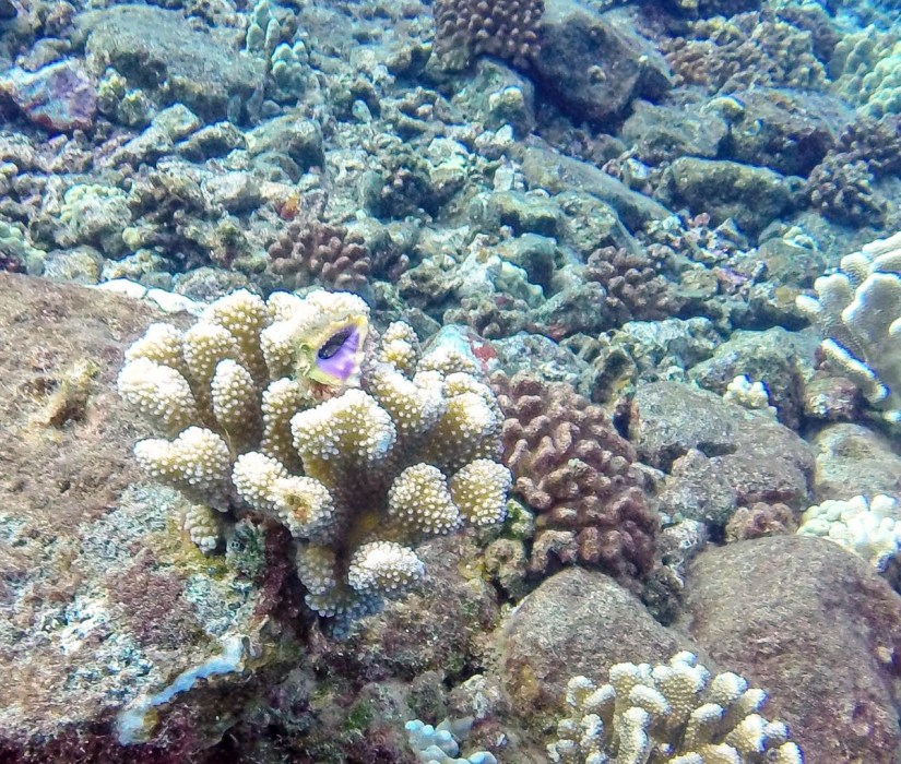 Scuba Diving Molokini Crater
