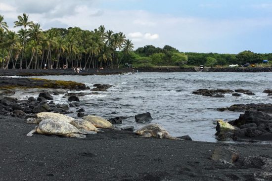Punalu'u Beach, Big Island, Hawaiii