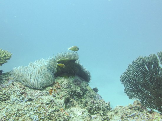 Scuba diving in Fiji