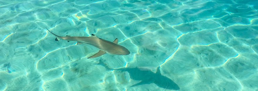 Moorea shark snorkel