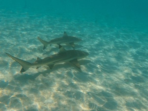 Mo'orea Shark snorkel