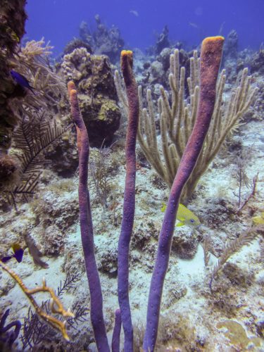 Flamingo Divers, Turks & Caicos