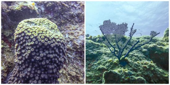 Flamingo Divers, Turks & Caicos