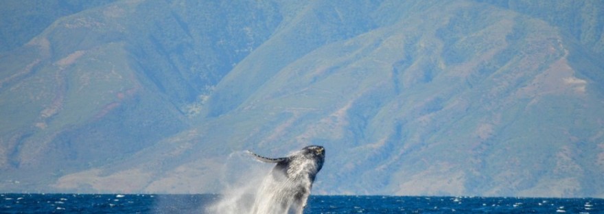 Trilogy Whale Watch, Maui