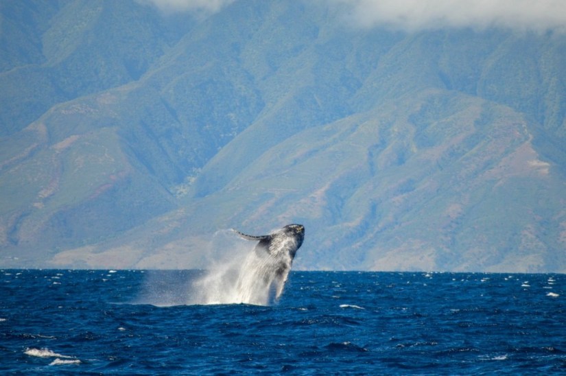 Trilogy Whale Watch, Maui