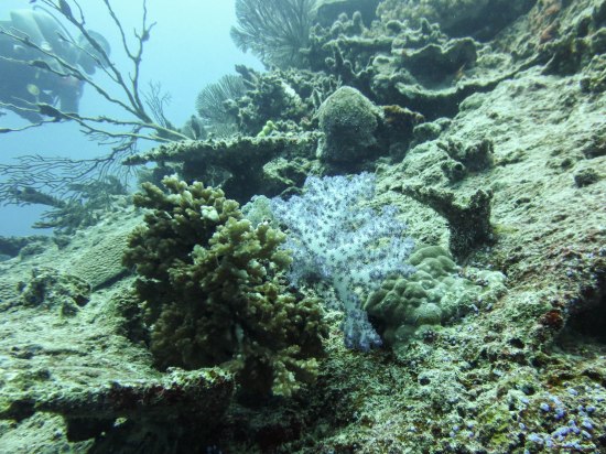 Scuba diving in Fiji