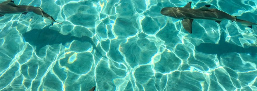 Mo'orea Shark and Stingray snorkel