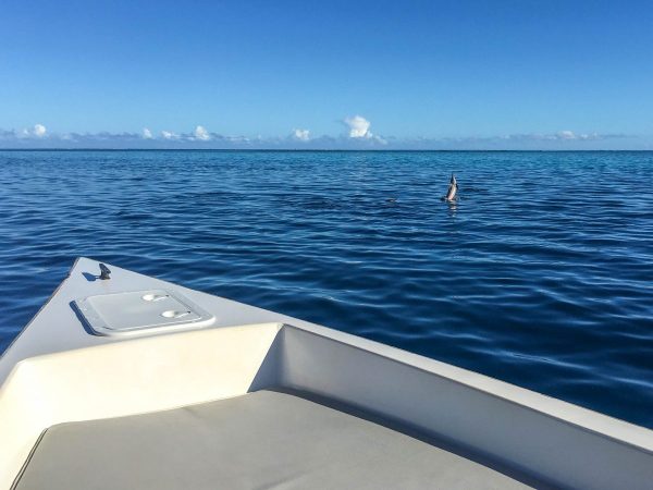 Mo'orea Shark and Stingray snorkel