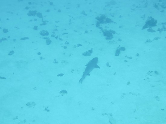 Scuba diving in Fiji