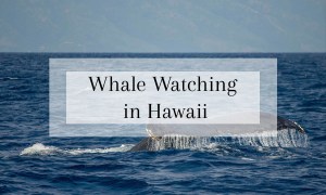 Things to do in Hawaii