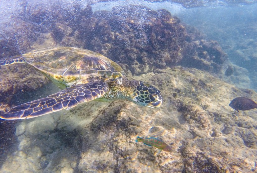 Honu at Black Rock, Maui