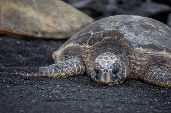 Punalu'u Beach, Big Island, Hawaii